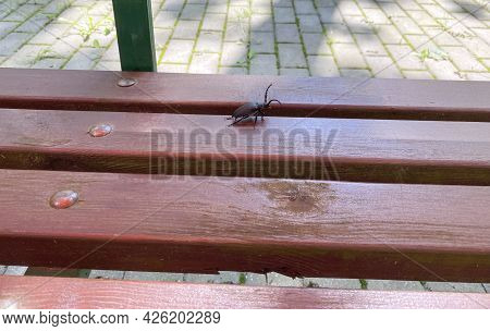 A Large Beetle With A Large Mustache, The Family Cerambycidae, Sits On A Bench