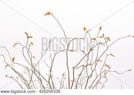 Wild Blooms Of Ocotillo Plants Against White Sky In Big Bend National Park