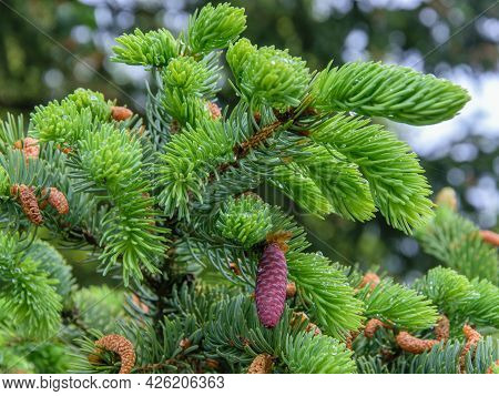 Pink Unusual Cones On A Spruce On A Rainy Summer Day