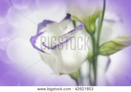 Fiori bianchi su sfondo Lilla