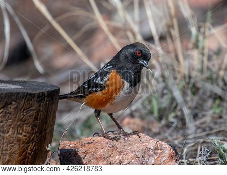A Beautifull Male Spotted Towhee Gathers Nesting Material In The Front Range Of The Colorado Rocky M