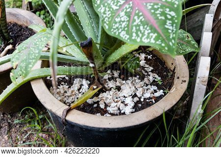 Closeup Of Crushed Egg Shell Scatted Onto Soil As Organic Fertilizers On Potted Plant