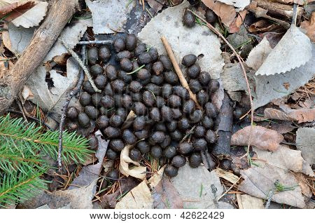 Whitetail Deer excrementos