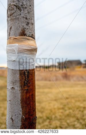 Damaged Tree With Sap Weeping Down The Bark And A Protective Bandage Wrap