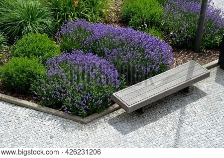 Spring Beds With Lavender Look Elegant And Mediterranean. Although They Do Not Bloom, They Attract W