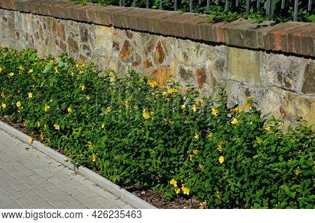 Along The Fence With A Brick Foundation Is A Flower Bed With St. John\'s Wort Bushes. The Forged Bla