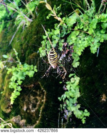 Agriope Spider Sitting On The Web In The Forest. Macro Insect Photo