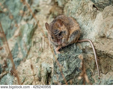 Gorny Altai. Altai Birch Mouse (sicista Napaea) In The Habitat.