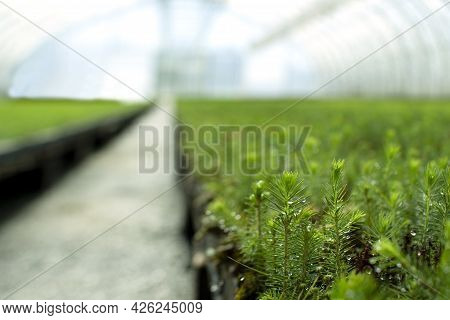 A Greenhouse For Growing Plants And Trees. A Modern Large Greenhouse With Spruce And Pine Seedlings.