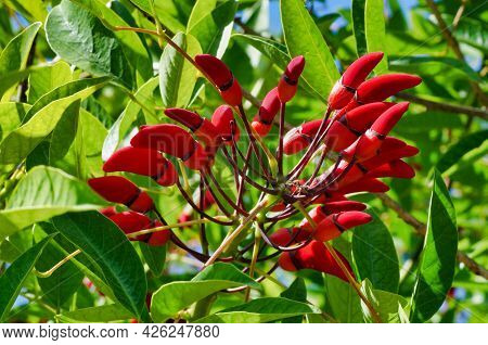Detailed And Clear View Of An A Erythrina Crista-galli Plant