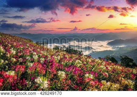 Flowers Fields And Sunrise Viewpoint At Mon Mok Tawan In Tak Province, Thailand.