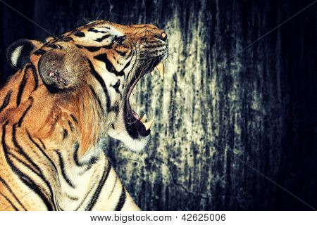 Tiger mod grunge betonmur