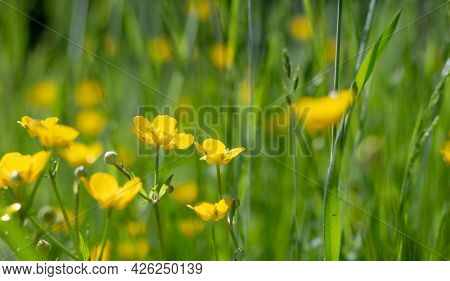 Yellow Celandine Swallowwort Flower On A Green Summer Meadow. Chelidonium Majus.