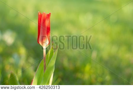 Red Florosa Tulip Flower Bud On A Blurred Grennery Background With Space For Text. Viridiflora Tulip
