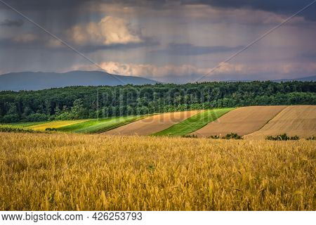 Landscape With Fields Of Crops On A Summer Stormy Day