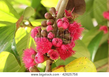 Malaysisk Rose Apple blomst