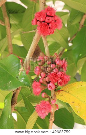 Malaysisk Rose Apple blomst