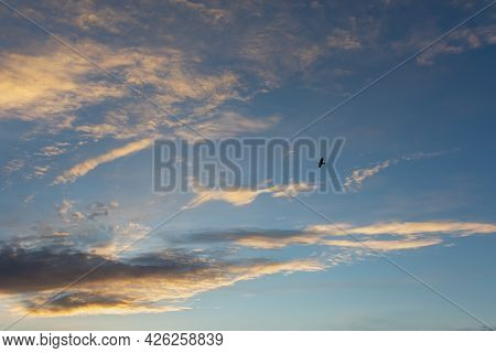 Eagle Sky Beautiful Clouds. A Black Silhouette Of A Bird Of Prey Soaring Among The Clouds. The Conce