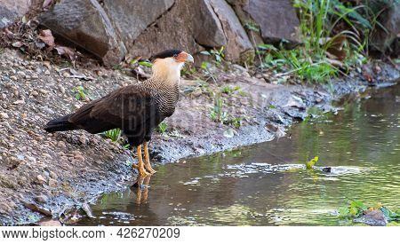 Carcará, A Species Of Bird Of Prey Resting On The Ground, Natural Light, Selective Focus.
