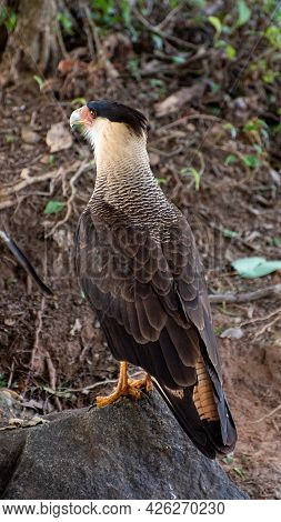 Carcará, A Species Of Bird Of Prey Resting On The Ground, Natural Light, Selective Focus.