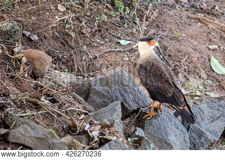 Carcará, A Species Of Bird Of Prey Resting On The Ground, Natural Light, Selective Focus.