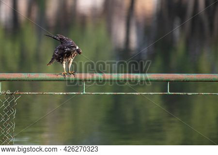 Snail Hawk With Its Prey In Its Claws And Ready To Feed, Natural Light, Selective Focus.