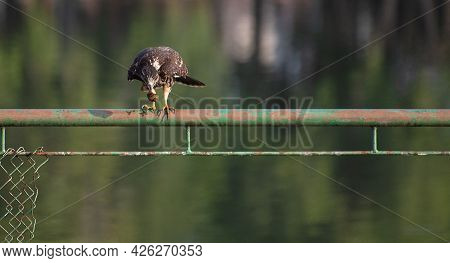 Snail Hawk With Its Prey In Its Claws And Ready To Feed, Natural Light, Selective Focus.