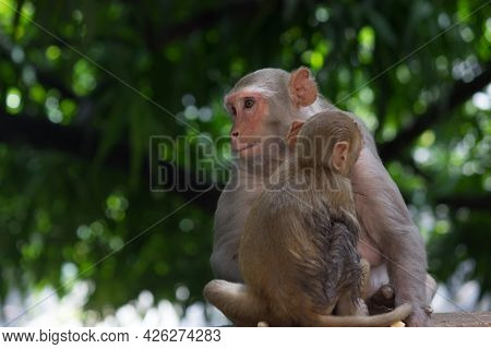 Monkey Is A Common Name That May Refer To Certain Groups Or Species Of Simian Mammals Of Infraorder 