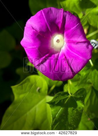 ดอกไม้สีชมพู