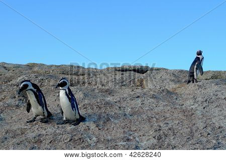 Pinguini sudafricani