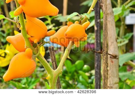 Solanum Mammosum Pflanze