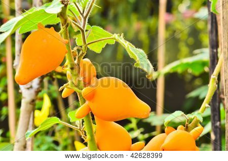 Solanum Mammosum Pflanze