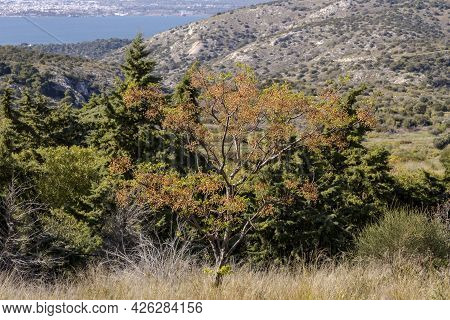 Mediterranean Flora. The Tree (melia Azedarach) With Fruits On A Background Of Mountains Close-up On