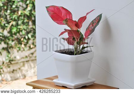 Aglaonema, Aglaonema Commutatum Or Pink Aglaonema Plant
