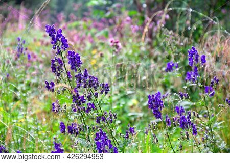 Violet Blue Flowers Aconitum ( Aconite, Monkshood, Wolf's Bane, Leopard's Bane, Mousebane, Queen Of 