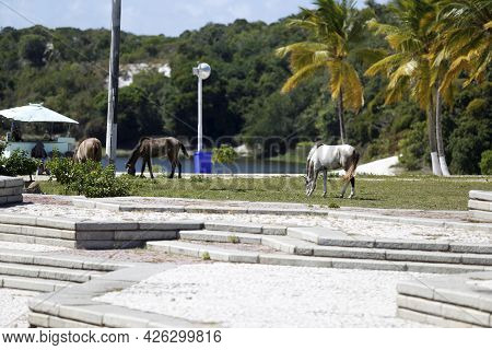Horses In The Abaete Park Area