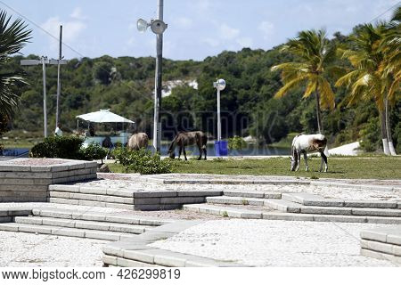 Horses In The Abaete Park Area