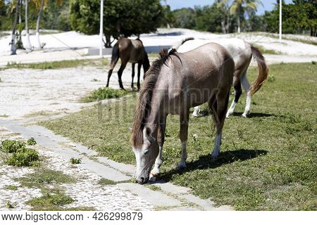 Horses In The Abaete Park Area