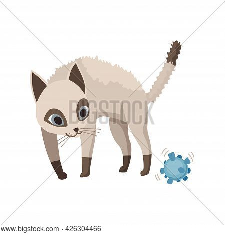 Cartoon Cat Character. Siamese Colorpoint Pet. Adorable Domestic Cat Surprised By A New Toy. Funny H