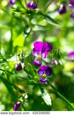 Forest Violet On A Background Of Angry Young Grass In A Meadow On A Bright Sunny Summer Day. Selecti