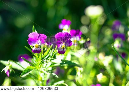 Forest Violet On A Background Of Angry Young Grass In A Meadow On A Bright Sunny Summer Day. Selecti