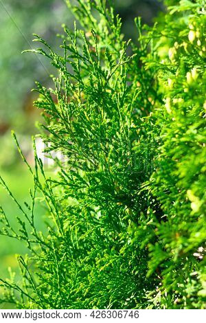 Thuja Evergreen Coniferous Plant Outdoors. Hot Sunny Summer Day. Selective Focus. Close-up