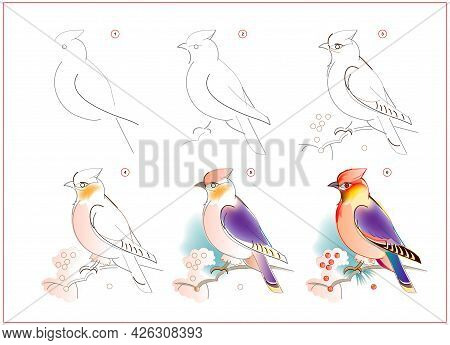 How To Learn To Draw Sketch Of Waxwing Bird. Creation Step By Step Watercolor Painting. Educational 