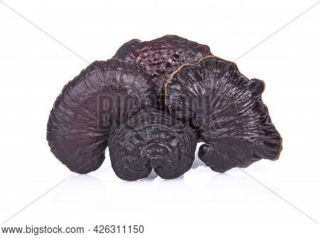 A Lingzhi Isolated On A White Background
