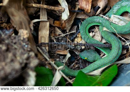 Beautiful Large Eyed Viper Sleeping. Close-up Large-eyed Green Pit Viper (trimeresurus Macrops) The