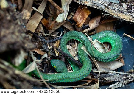 Beautiful Large Eyed Viper Sleeping. Close-up Large-eyed Green Pit Viper (trimeresurus Macrops) The