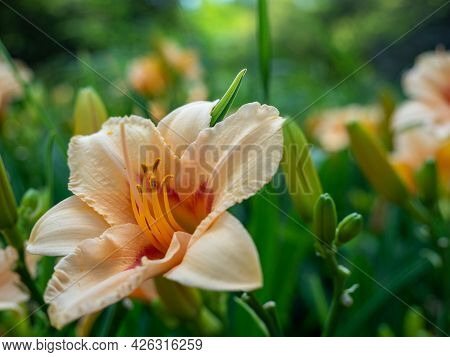 Daylilies Of Rich Orange Color In The Garden. High Quality Photo.