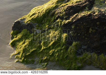 Green Algae Covered Boulder At Sea Coast Beach. Sea Algae Or Green Moss Stuck On Stone. Rocks Covere