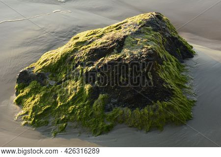 Green Algae Covered Boulder At Sea Coast Beach. Sea Algae Or Green Moss Stuck On Stone. Rocks Covere