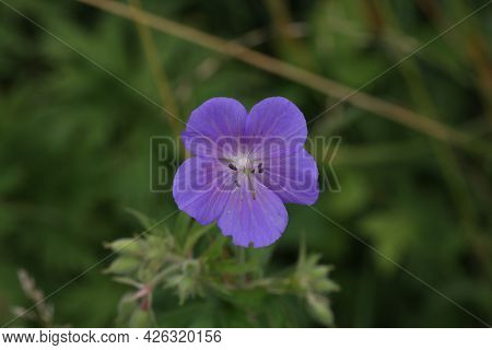 Delicate Blue Flowers Of The Meadow Geranium